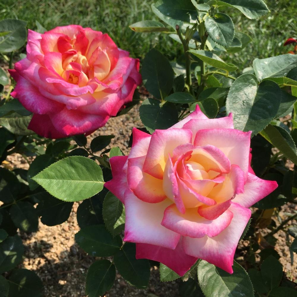 Photo of Rose (Rosa 'California Dreamin'') uploaded by csandt