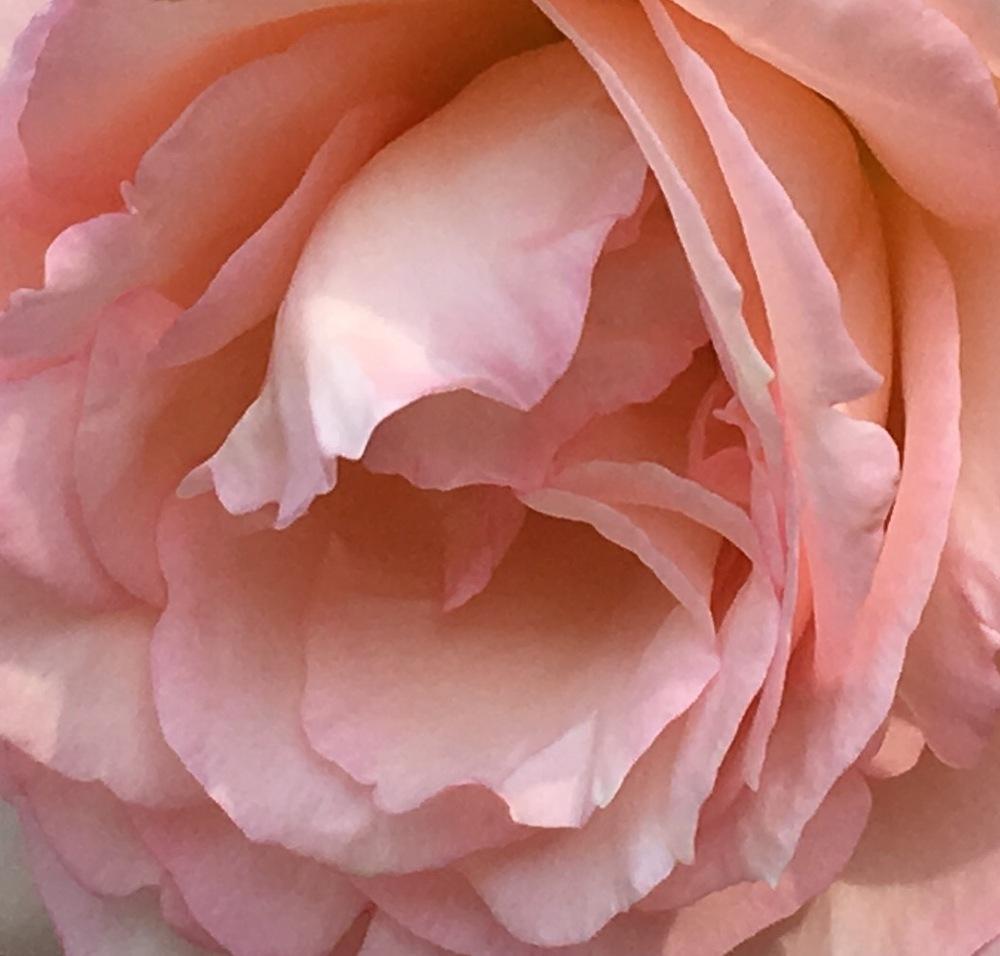 Photo of Rose (Rosa 'Pierre de Ronsard') uploaded by csandt