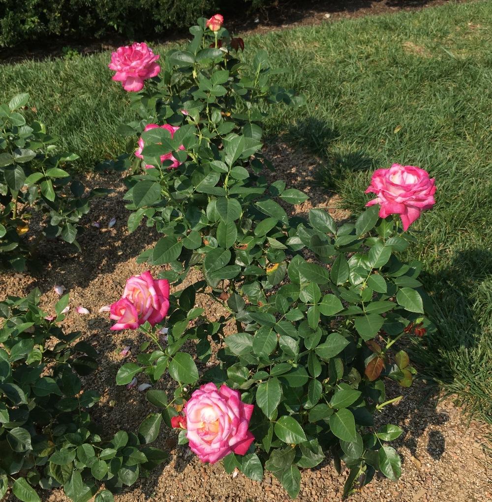 Photo of Rose (Rosa 'California Dreamin'') uploaded by csandt