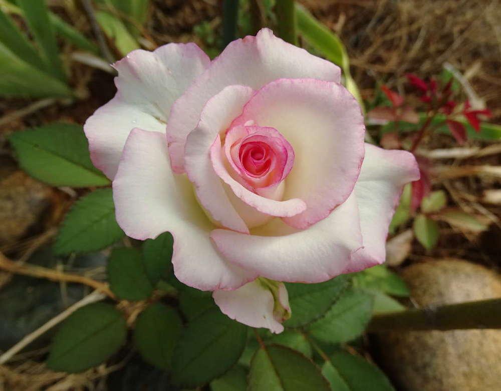 Photo of Rose (Rosa Moonstone™) uploaded by Beth_NorCal