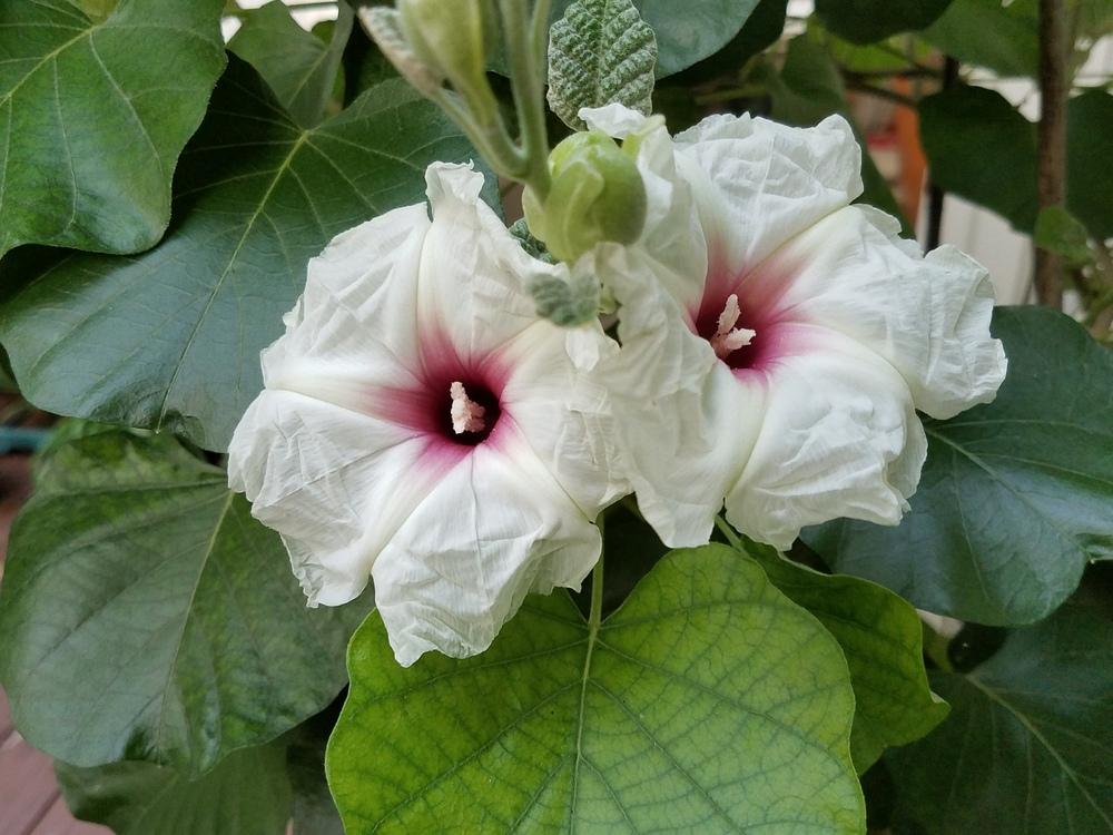Photo of Morning Glory (Ipomoea albivenia) uploaded by Gerris2