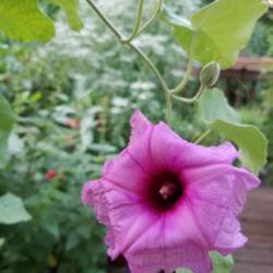 Location: Wilmington, Delaware USA
Date: 2018-08-29
Seductive fragrant flowers open at sunset