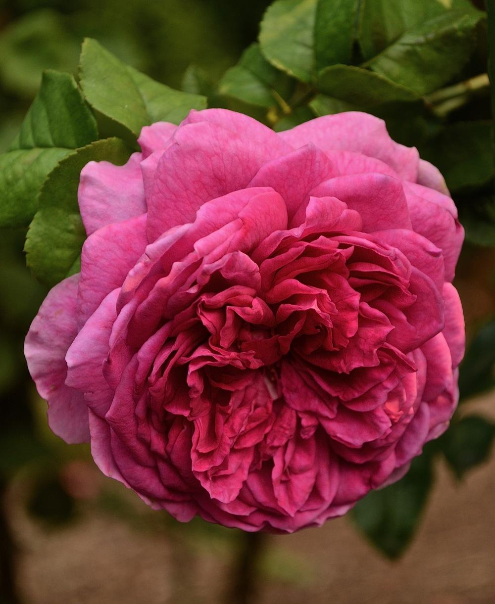 Photo of Rose (Rosa 'Young Lycidas') uploaded by Mossy44