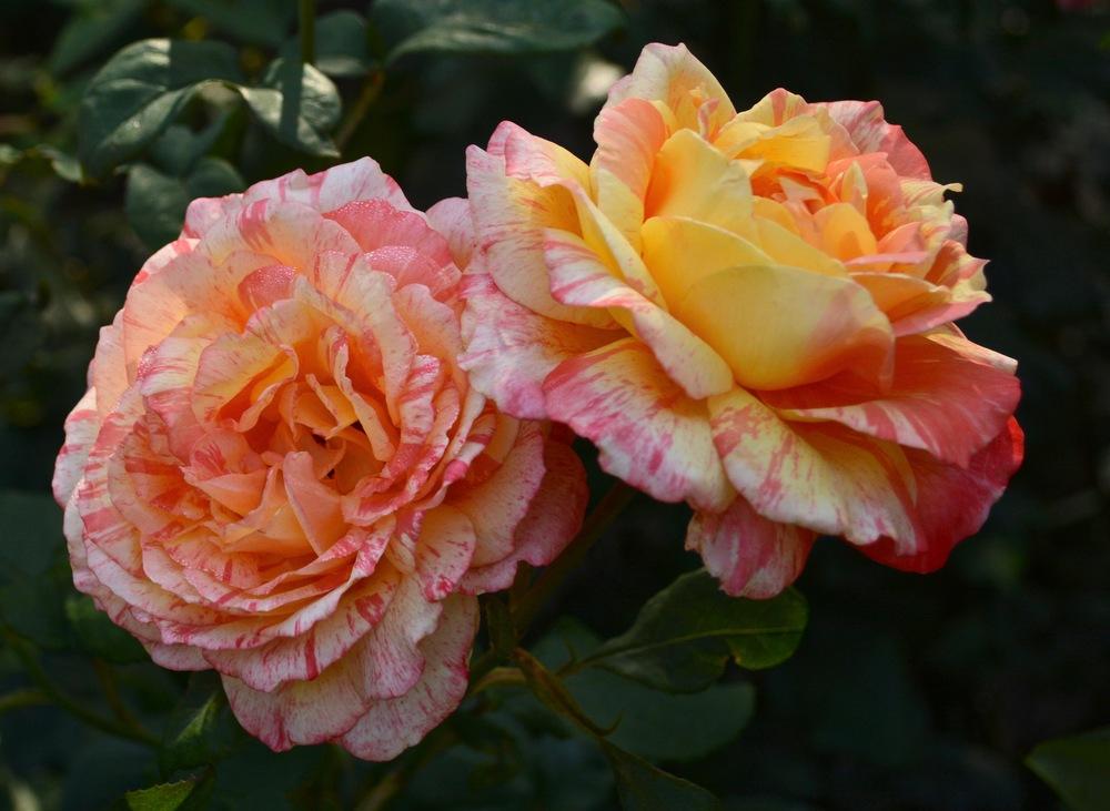 Photo of Rose (Rosa 'Tropical Sunset') uploaded by Mossy44