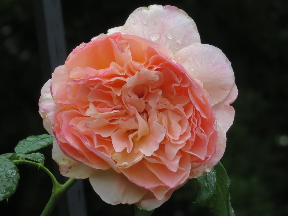 Photo of Rose (Rosa 'Papi Delbard') uploaded by Mossy44