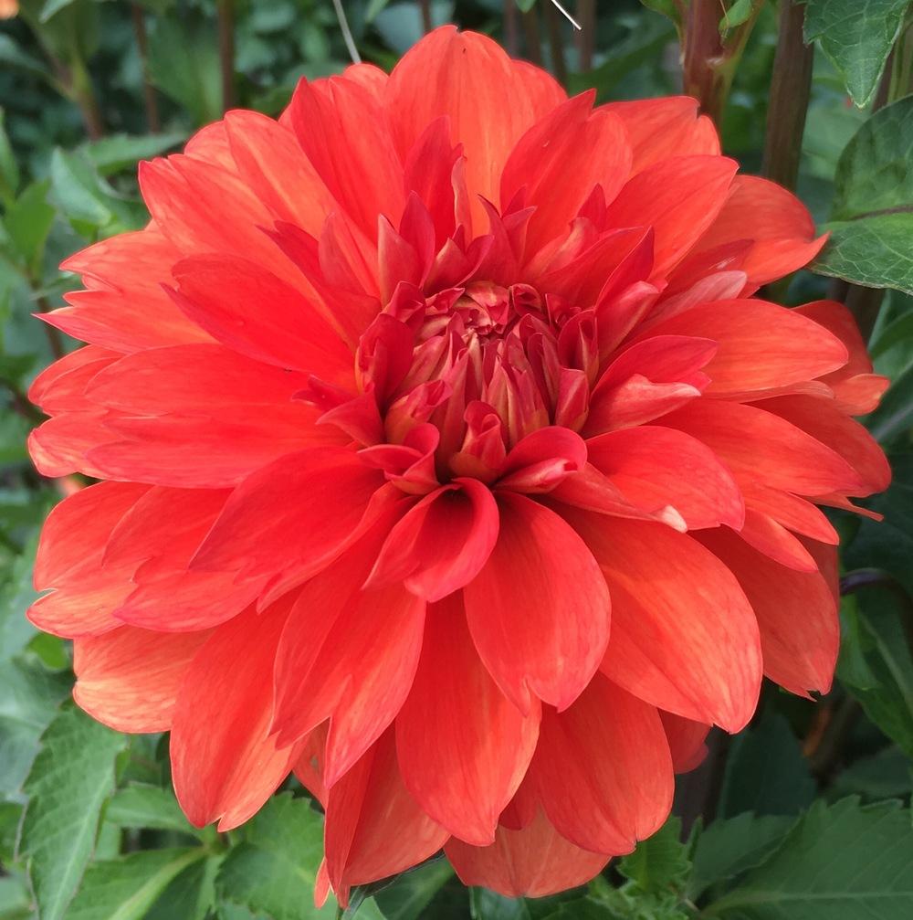 Photo of Dahlia 'Swan's Olympic Flame' uploaded by csandt