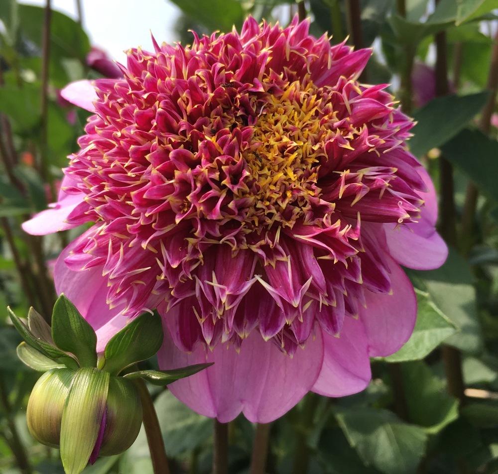 Photo of Dahlia 'Dad's Favorite' uploaded by csandt