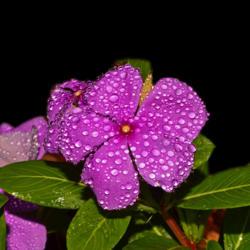 Location: Botanical Gardens of the State of Georgia...Athens, Ga
Date: 2018-08-28
Madagascar Periwinkle With Dewdrops 010