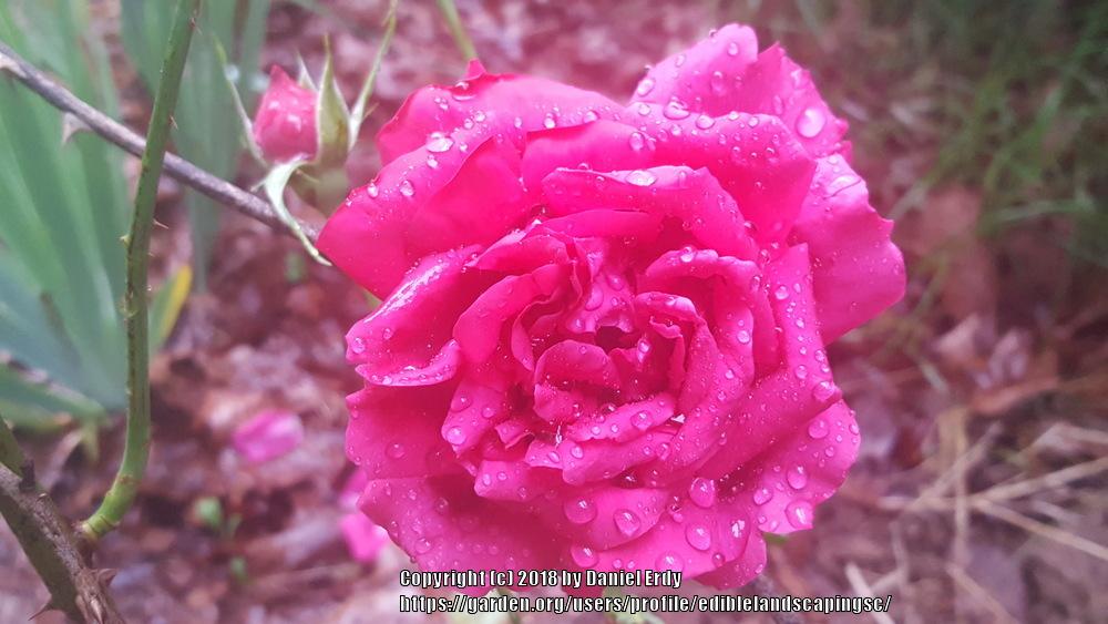 Photo of Roses (Rosa) uploaded by ediblelandscapingsc