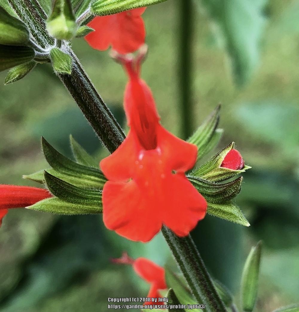 Photo of Scarlet Sage (Salvia coccinea) uploaded by jg0613