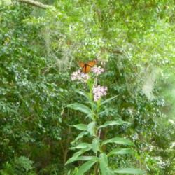 Location: Charleston, SC
Date: 2018-08-26
plant is about 5' tall...