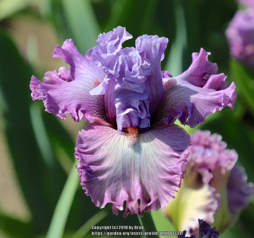 Photo of Tall Bearded Iris (Iris 'Curtsy Queen') uploaded by ARUBA1334