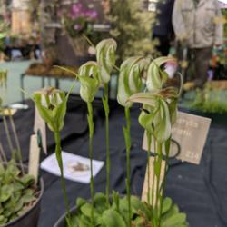 Location: Melbourne Orchid Spectacular (OSCOV Show), Victoria, Australia
Date: 2018-08-24
Featured in the Australasian Native Orchids Society display.