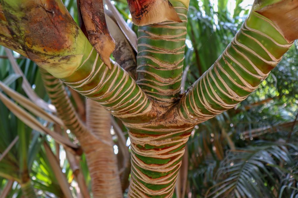 Photo of Madagascar Screw Pine (Pandanus utilis) uploaded by Baja_Costero