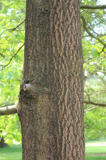Photo of Black Oak (Quercus velutina) uploaded by RuuddeBlock