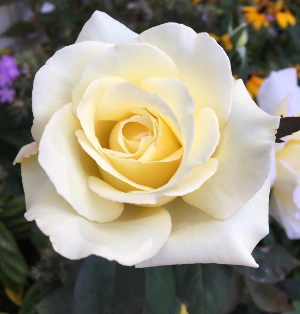 Photo of Rose (Rosa 'White Licorice') uploaded by Samlav
