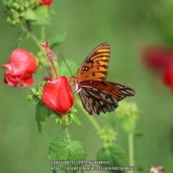 Location: all photos from my gardens
Date: 2018-08-31
gulf fritillary butterfly