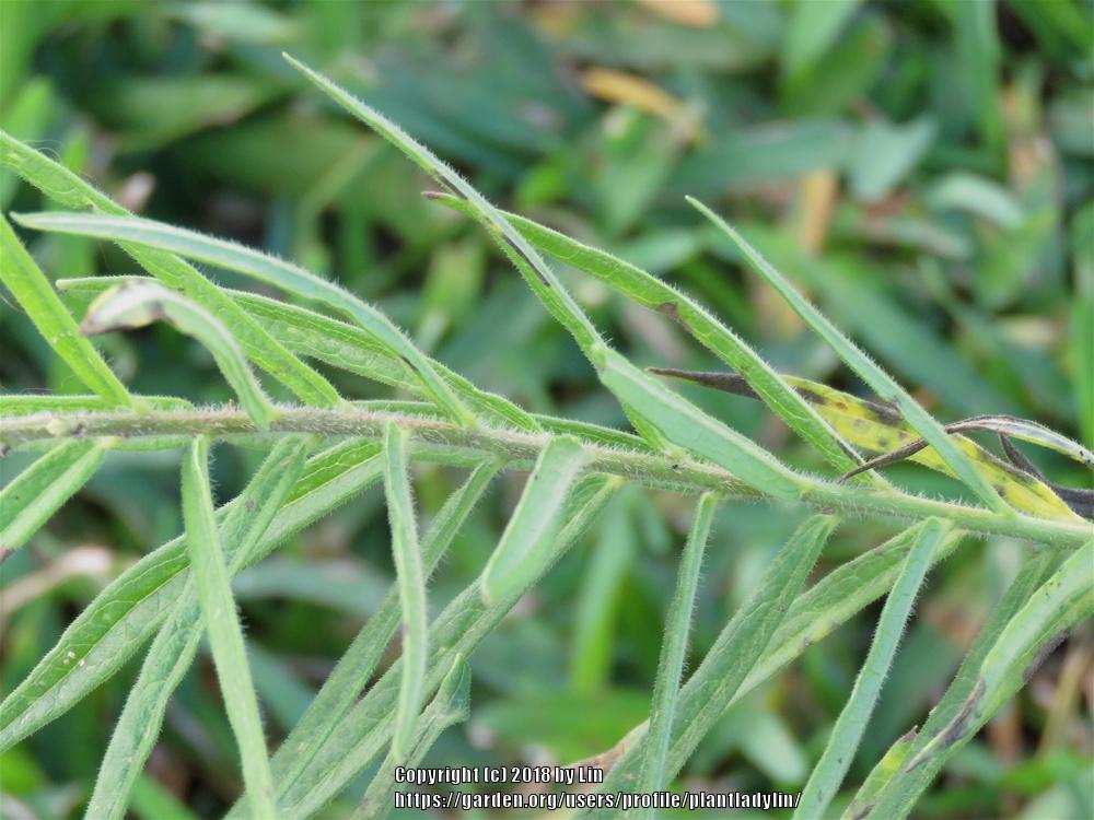Photo of Butterfly Milkweed (Asclepias tuberosa) uploaded by plantladylin