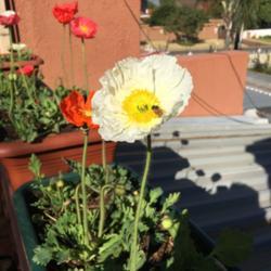 Location: Pretoria, South Africa
Date: 2018-08-30
poppy with bee