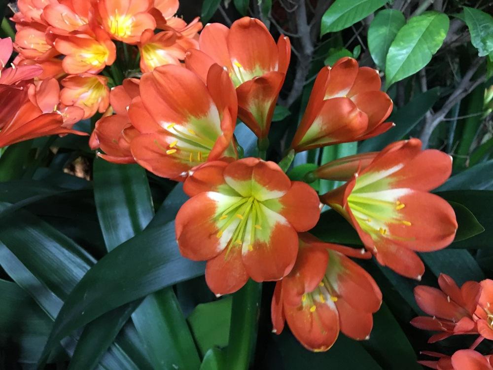 Photo of Clivias (Clivia) uploaded by pottyflowergirl