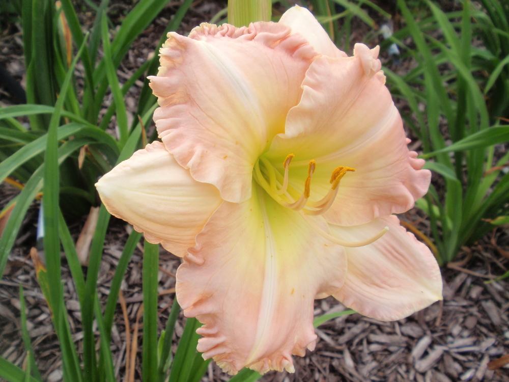 Photo of Daylily (Hemerocallis 'Legends of the Fall') uploaded by Bedmaker