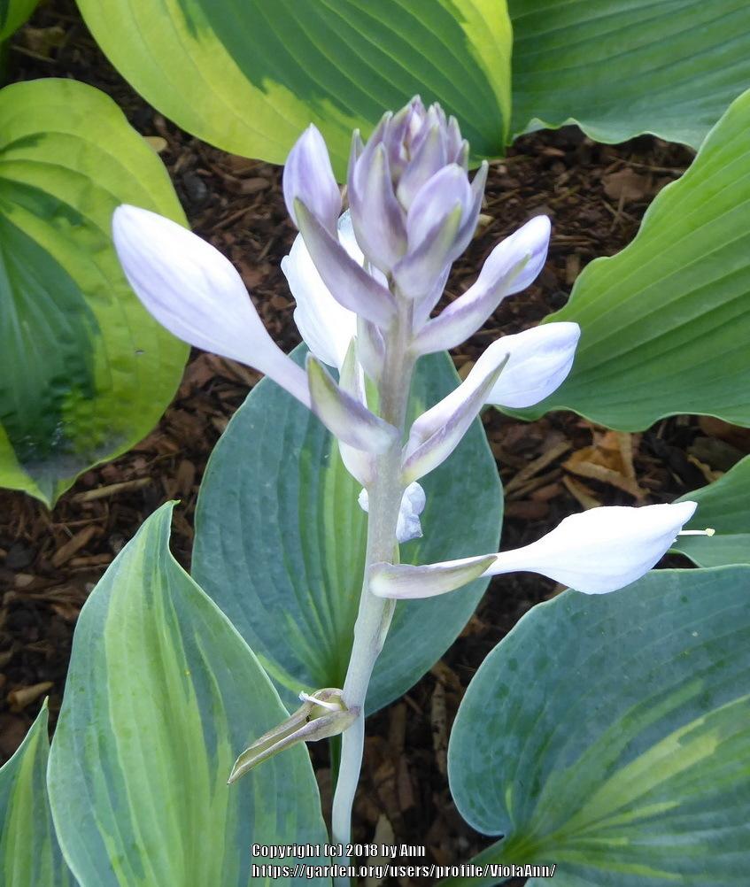 Photo of Hosta 'Touch of Class' uploaded by ViolaAnn