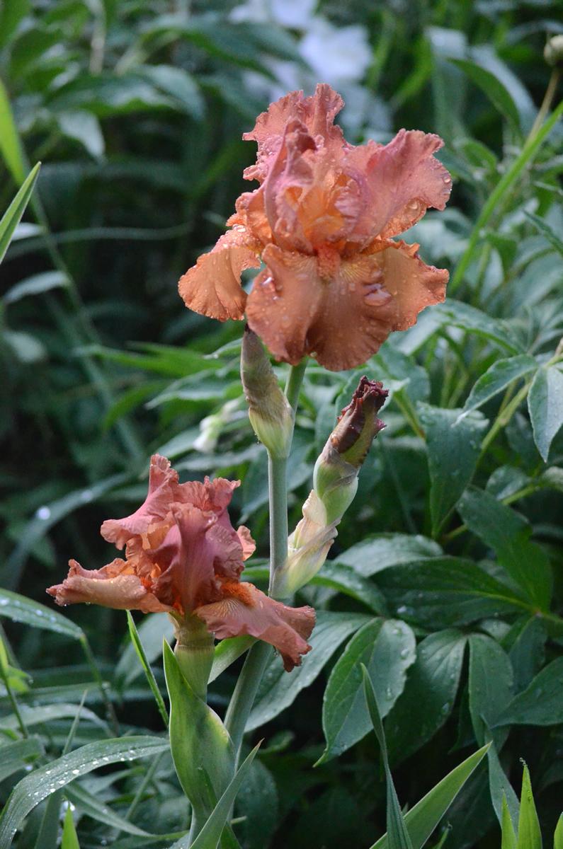 Photo of Tall Bearded Iris (Iris 'Copper Classic') uploaded by greenappleagnes