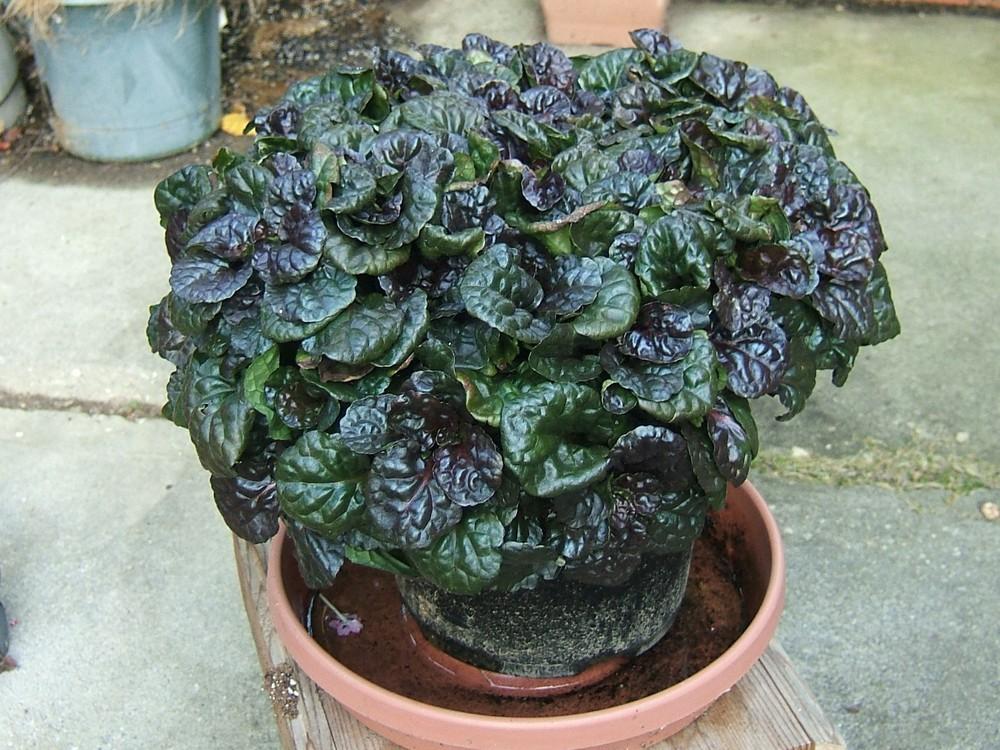 Photo of Bugleweed (Ajuga reptans Black Scallop™) uploaded by pirl