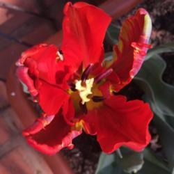 Location: Pretoria, South Africa
Date: 2018-08-13
Tulips Rococo - Parrot