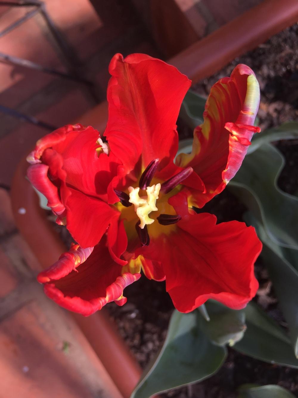 Photo of Tulips (Tulipa) uploaded by pottyflowergirl