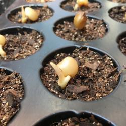 Location: Pretoria, South Africa
Date: 2018-09-01
Planting a germinated clivia in seedling trays