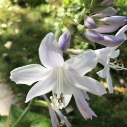 Location: Apple Valley MN
Date: 2018-09-02
Beautiful white flower with purple markings, extremely fragrant, 