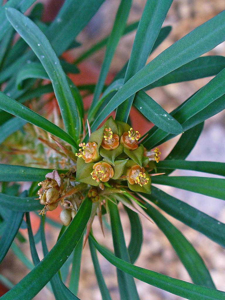 Photo of Euphorbias (Euphorbia) uploaded by robertduval14