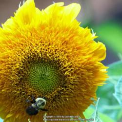Location: Flowery Branch, GA
Date: 2018-07-13
Bumblebee