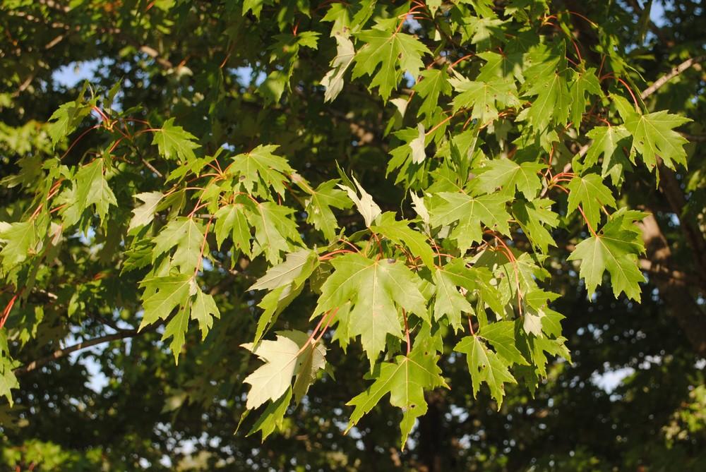 Photo of Freeman's Maple (Acer x freemanii Autumn Blaze®) uploaded by ILPARW