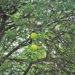 Location: Midewin National Tallgrass Prairie, Wilmington, IL
Date: 2018-08-20
fruit among branches