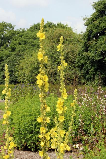 Photo of Common Mullein (Verbascum thapsus) uploaded by RuuddeBlock