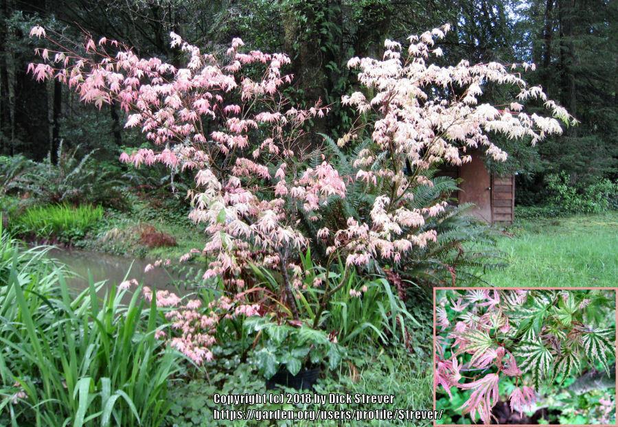 Photo of Japanese Maple (Acer palmatum 'Peaches and Cream') uploaded by Strever