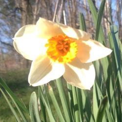 Location: Henry County, Virginia
Date: 2018-03-16
A beautiful orange-centered daffodil.