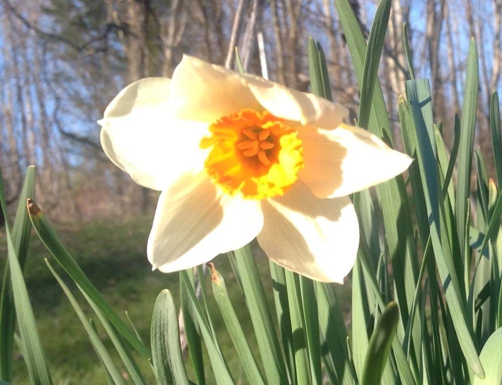 Photo of Daffodils (Narcissus) uploaded by UndyingLight