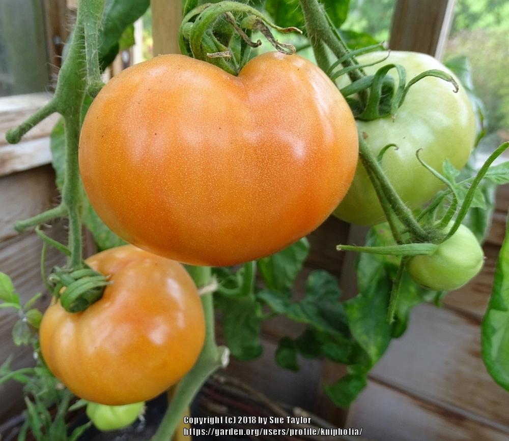 Photo of Tomato (Solanum lycopersicum 'Abraham Lincoln') uploaded by kniphofia