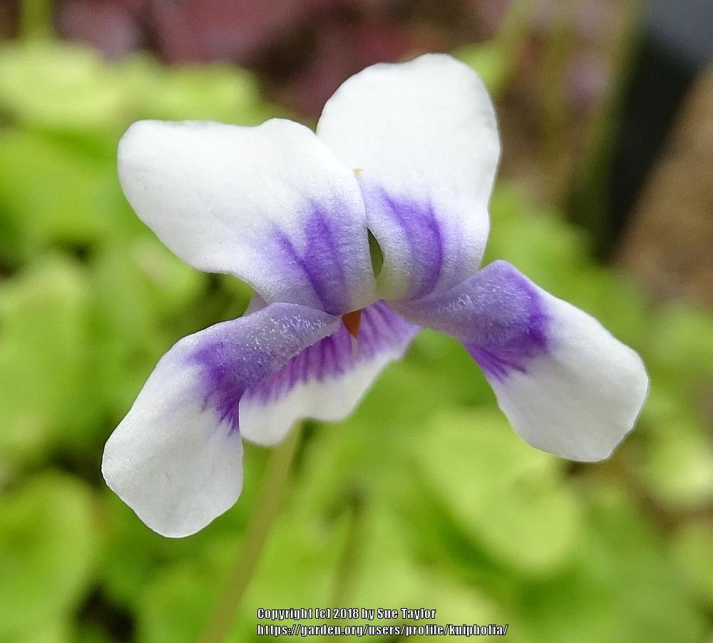 Photo of Ivy-Leaf Violet (Viola hederacea) uploaded by kniphofia
