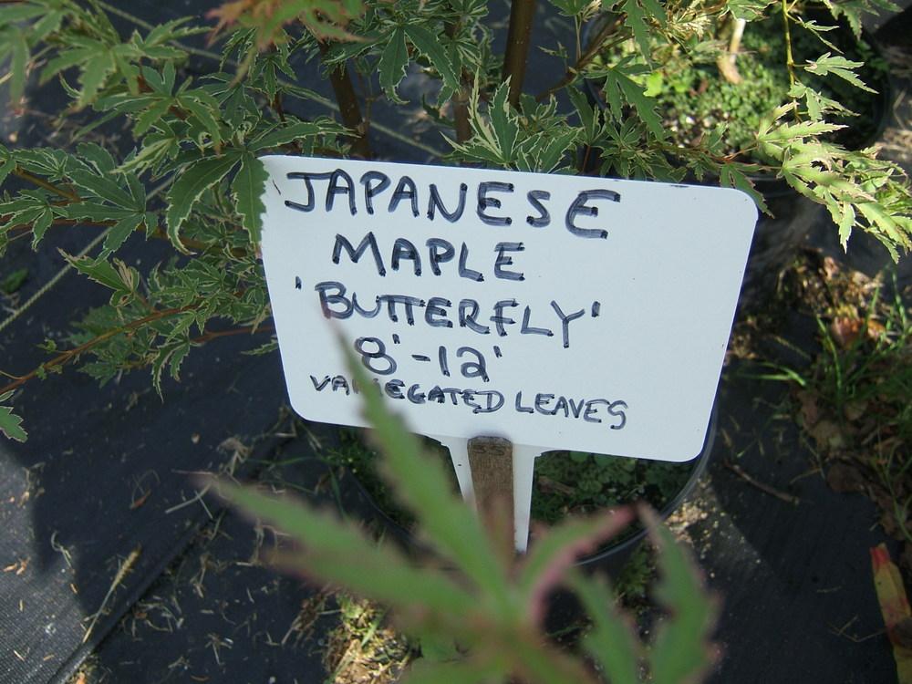 Photo of Japanese Maple (Acer palmatum 'Butterfly') uploaded by pirl