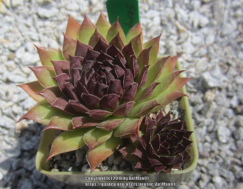 Photo of Hen and Chicks (Sempervivum 'Bitter Chocolate') uploaded by AntMan01