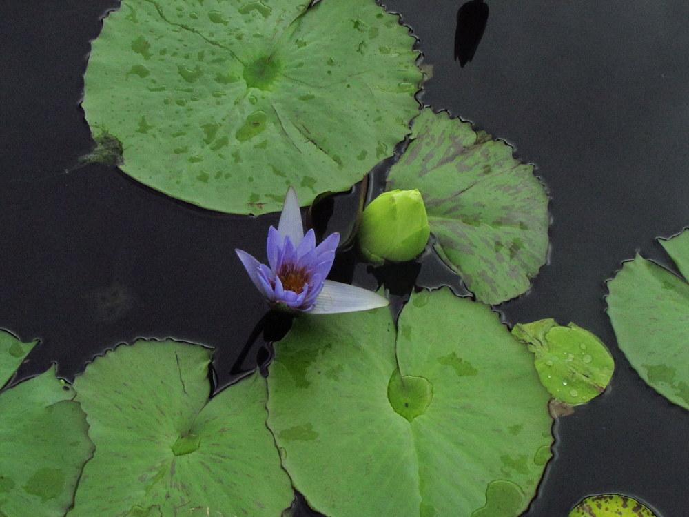 Photo of Tropical Day-Blooming Water Lily (Nymphaea 'Pennsylvania') uploaded by jmorth