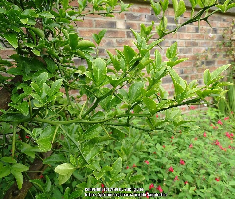 Photo of Trifoliate orange (Citrus trifoliata) uploaded by kniphofia