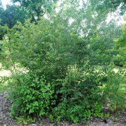 Location: Morton Arboretum in Lisle, Illinois
Date: 2018-08-22
another shot of the shrub