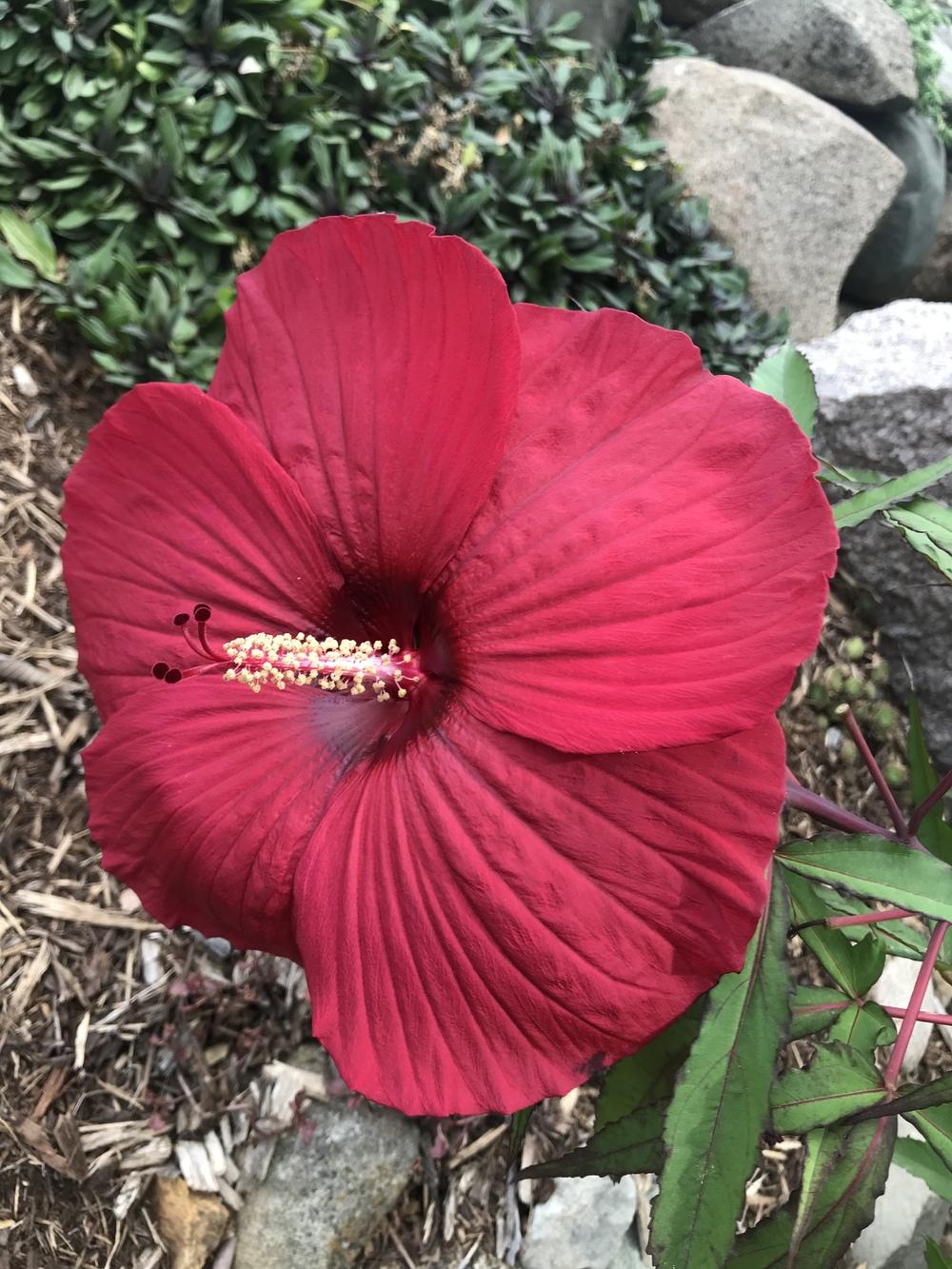 Photo of Hybrid Hardy Hibiscus (Hibiscus 'Fireball') uploaded by Legalily