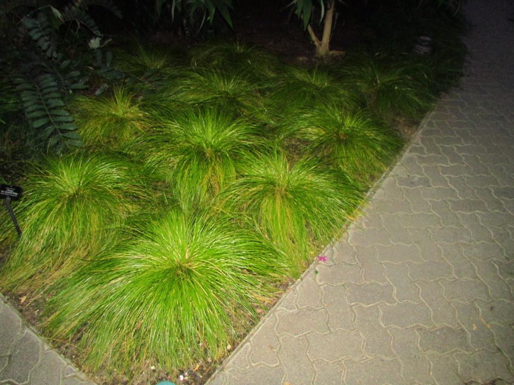 Photo of Sedges (Carex) uploaded by jmorth