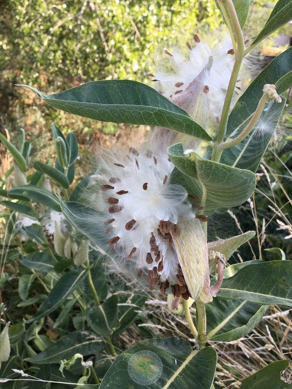 Photo of Showy Milkweed (Asclepias speciosa) uploaded by BlueOddish